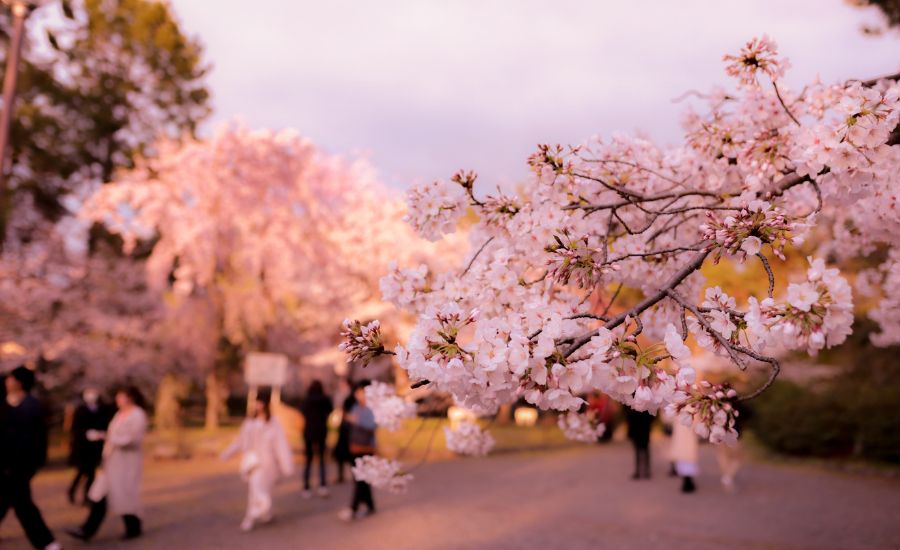 חגים שמוקדשים לטבע בעולם | גלי ינאי חוויה אותנטית כשרה