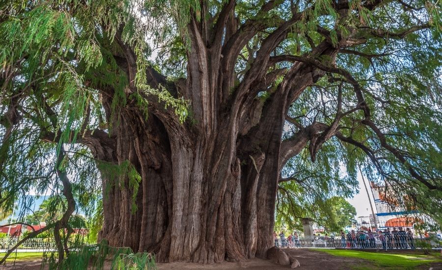עצים שנשארו עומדים: סיפורים על עצים בעלי משמעות בעולם | גלי ינאי חוויה אותנטית כשרה